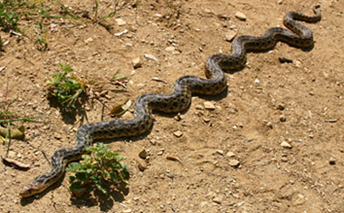 Bull Snake Habitat