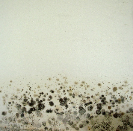 black spot mould