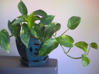 Golden Pothos